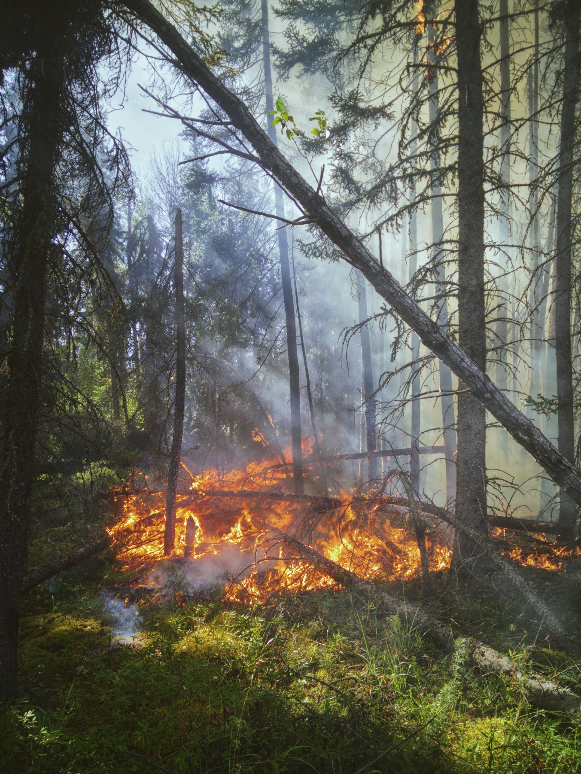 wildfire
